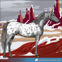 Horse Color:Gray Black Near Leopard 