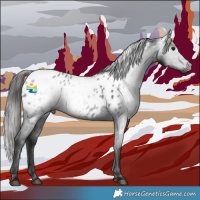 Horse Color:Gray Black Appaloosa 