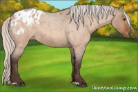 Horse Color:Silver Brown Roan Dun Blanket 