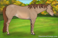 Horse Color:Red Dun Rabicano 