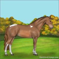 Horse Color:Chestnut Tobiano 