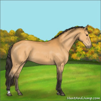 Horse Color:Buckskin 