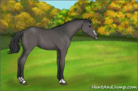 Horse Color:Black Sabino 