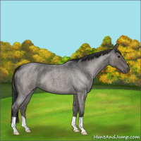 Horse Color:Blue Roan 