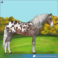 Horse Color:White Spotted Liver Chestnut Mushroom Appaloosa