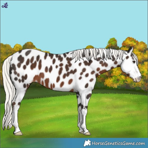 Horse Color:White Spotted Liver Chestnut Mushroom Appaloosa 