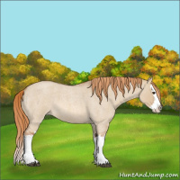 Horse Color:Red Dun Roan Splash 