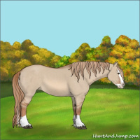 Horse Color:Red Dun Splash 