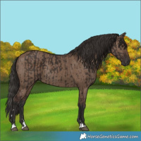 Horse Color:Liver Chestnut  and Liver Red Dun Rabicano 