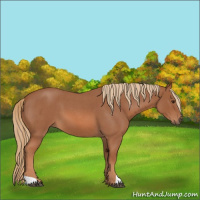 Horse Color:Red Roan 