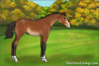 Horse Color:Buckskin Sabino 
