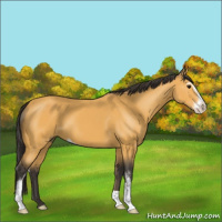 Horse Color:Buckskin Sabino 