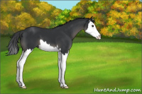 Horse Color:Black Splash 
