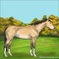 Horse Color:Buckskin 