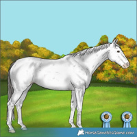 Horse Color:Liver Chestnut Sabino