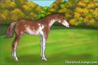 Horse Color:Liver Chestnut Sabino Rabicano 