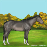 Horse Color:Black 