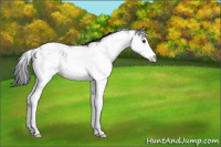 Horse Color:Brown Sabino 