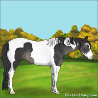 Horse Color:Black Sabino Tobiano 
