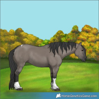 Horse Color:Grullo Tobiano Rabicano