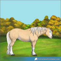 Horse Color:Palomino Splash