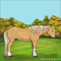 Horse Color:Palomino Tobiano