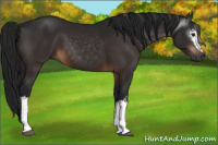 Horse Color:Gray White Spotted Brown 