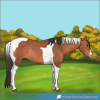 Horse Color:Bay Tobiano Rabicano 