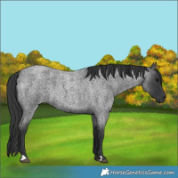 Horse Color:Blue Roan 