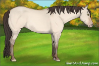 Horse Color:Amber Champagne Dun 