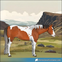 Horse Color:Bay Splash Tobiano Rabicano 