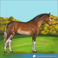 Horse Color:White Spotted Chocolate Palomino 
