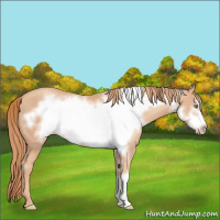 Horse Color:Gold Champagne Frame 