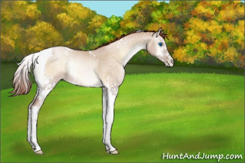 Horse Color:White Spotted Buckskin Pearl Onyx Splash Tobiano 