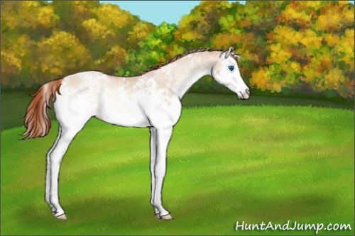 Horse Color:White Spotted Buckskin Pearl Onyx Splash 