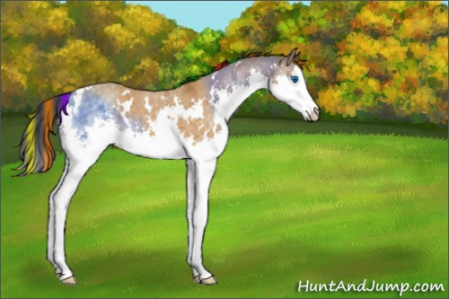 Horse Color:Painted White Spotted Buckskin Dun Splash 