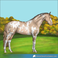 Horse Color:White Spotted Liver Red Dun Pearl 