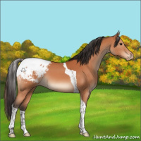 Horse Color:Bay Tobiano Appaloosa 
