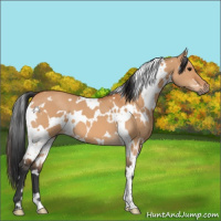 Horse Color:White Spotted Bay Dun 