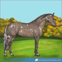Horse Color:White Spotted Silver Grullo 