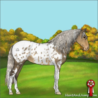 Horse Color:White Spotted Silver Smoky Grullo Tobiano Appaloosa 