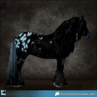 Horse Color:ERROR: UNKNOWN ANOMALY