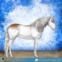 Horse Color:White Spotted Silver Brown Splash