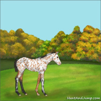 Horse Color:Bay Appaloosa 