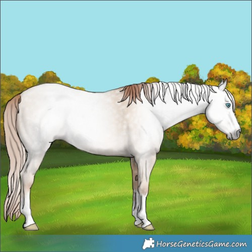 Horse Color:Gray Amber Cream Champagne Pearl 