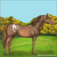 Horse Color:Chestnut Appaloosa 