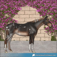 Horse Color:White Spotted Liver Chestnut Tobiano 