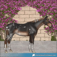 Horse Color:White Spotted Liver Chestnut Tobiano 