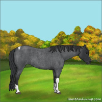 Horse Color:Blue Roan Tobiano 