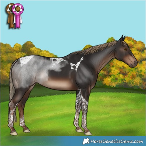 Horse Color:Liver Chestnut Tobiano 